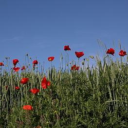 Plantable Mat Of Poppy Seeds