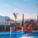 Obviously I wasn't going to miss the dolphin show...